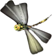 Samurai Code Dragonfly Symbol