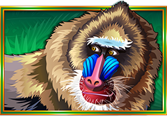 Congo Cash XL Mandrill Symbol